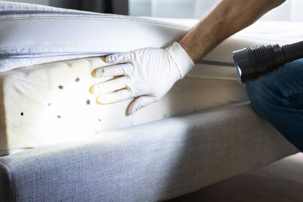 Best Pest Removal Services  in Seneca Knolls, NY