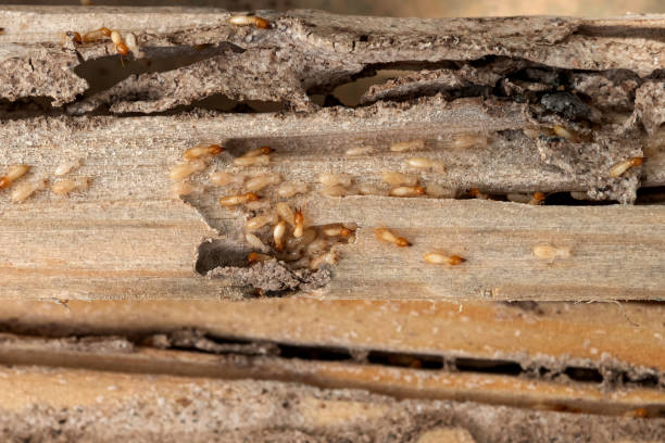 Best Best Pest Control Companies  in Seneca Knolls, NY