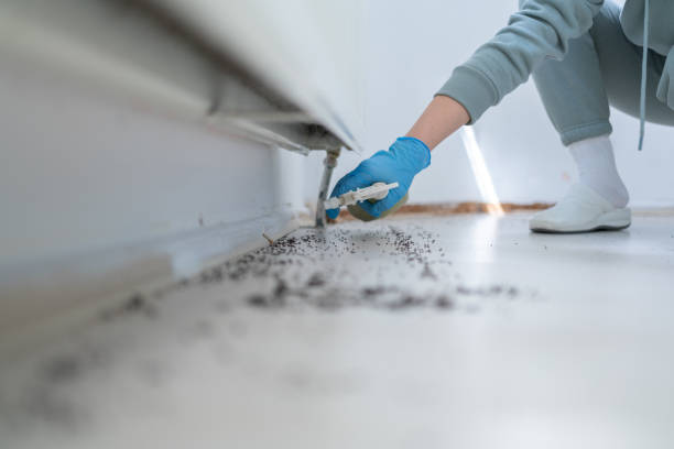 Best Termite Control Services  in Seneca Knolls, NY